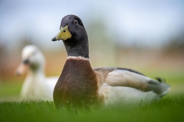 ducks and goose grazing on grass in a park in canada, in summer