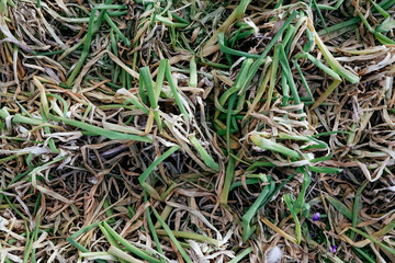 Background - texture of green onions