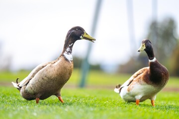 ducks and geese sleeping on a lake in spring
