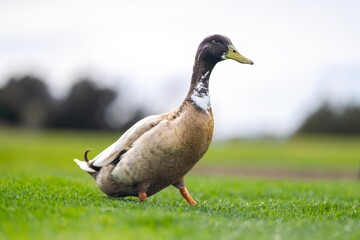 ducks and geese sleeping on a lake in spring