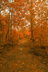 Path in the deciduous forest in autumn