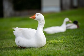 Naklejka na ściany i meble beautiful white goose in park on a lake in spring