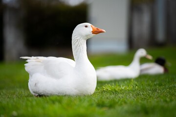 ducks and goose grazing on grass in a park in canada, in summer