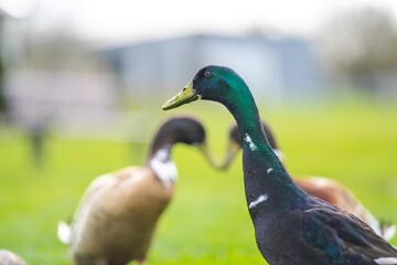 ducks and goose grazing on grass in a park in canada, in summer