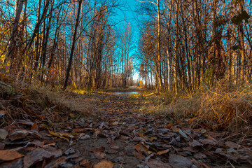 Path in the deciduous forest in autumn