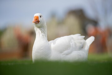 beautiful white goose in park on a lake in spring