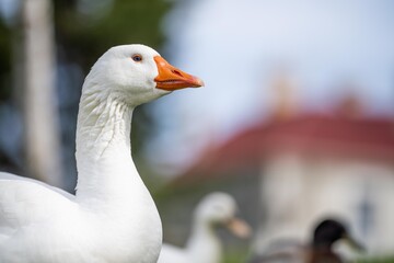 ducks and goose grazing on grass in a park in canada, in summer