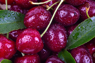 Background of ripe cherries in drops of water
