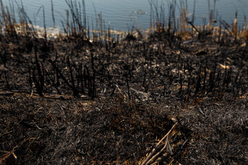 burnt reeds and grass background near lake after natural fire, environmental protection, global earth problem. close up shot texture