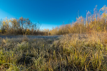 Fototapeta premium Small lake overgrown with shrubs and grass before frost