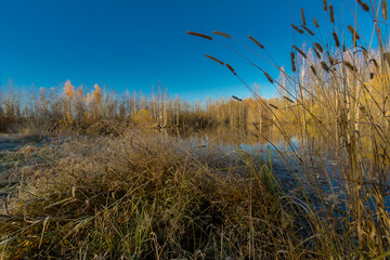 Fototapeta premium Small lake overgrown with shrubs and grass before frost