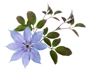 Blue clematis with leaves on a transparent background