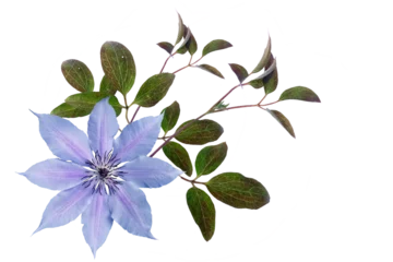  Blue clematis with leaves on a transparent background © Vladyslava