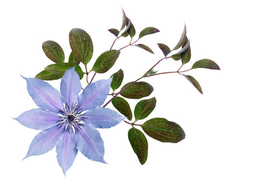 Blue clematis with leaves on a transparent background