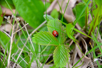 ladybird on green leaves of wild strawberry in the forest, close-up