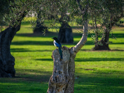 Un ave del tipo Urraca (eurasian magpie) posada sobre el tronco del arbol 