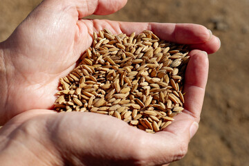 Closeup of hands holding rice grain. Industrial agriculture and farming. Tagus Estuary Natural...