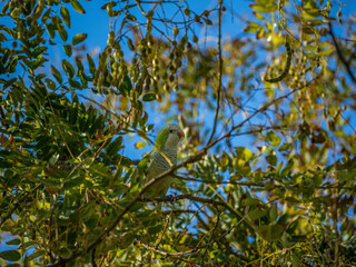 Periquito silvestre posado en una rama de un arbol 
