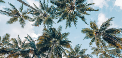 Summer beach background palm trees against blue sky banner panorama, travel destination. Tropical...
