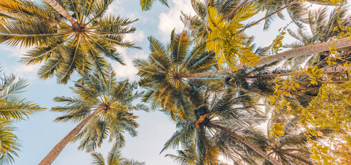 Summer beach background palm trees against blue sky banner panorama, travel destination. Tropical...