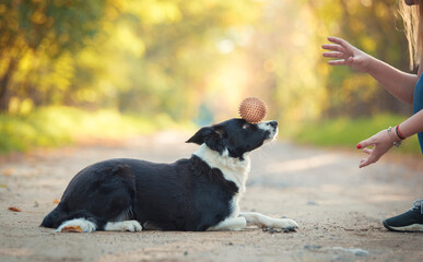 Dog training in the park with a ball.