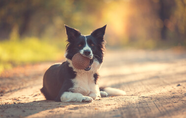 Border collie resting in autumn park and play with a ball.