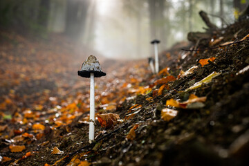 Mushrooms in misty forest, fall season