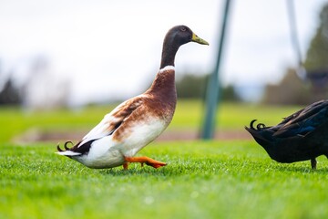 goose grazing on grass in a park in canada