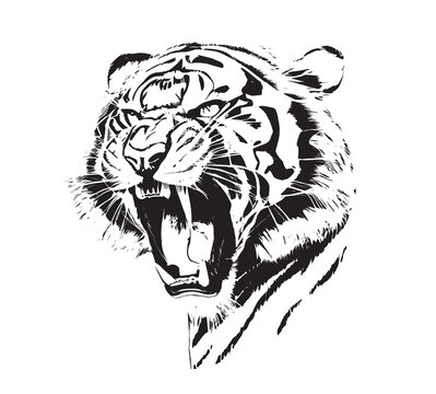 Angry tiger head with roaring mouth hand drawn sketch engraving style vector illustration