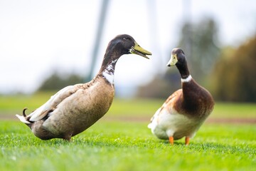 goose and white geese in nature in the park