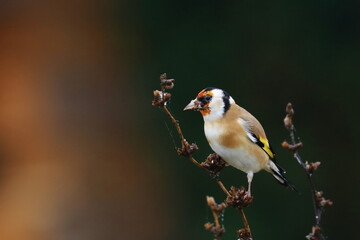 European Goldfinch (Carduelis carduelis) in warm morning colors