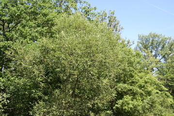 545907831 Silberweide im Auenwald