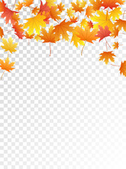 Maple leaves vector illustration, autumn foliage on transparent background.