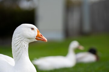 goose and white geese in nature in the park