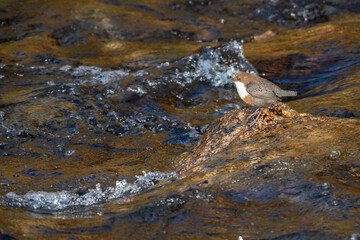 Wasseramsel