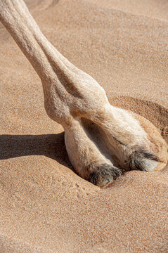 Closeup of Camel Foot in the sand, large leathery pad helping the camels to walk in the desert, perfect for education concept