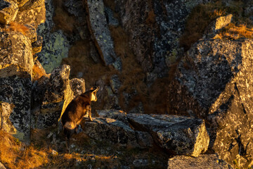 Tatra chamois, Rupicapra rupicapra tatrica, Tatra National Park, Slovakia.