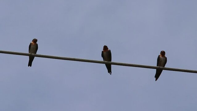 Collocalia Esculenta, Sriti Bird, Walet Bird, Collocalia vestita perched on wire cable