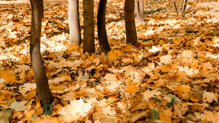 Autumn: colorful foliage in the park on a sunny day. Falling leaves natural background