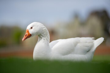 Fototapeta premium ducks and geese sleeping on a lake in spring