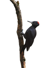 Black Woodpecker (Dryocopus martius), PNG, isolated on transparent Background	