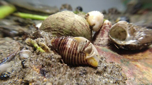 hermit crab,Paguroidea, Clibanarius fonticola are omnivorous scavengers, eating microscopic mussels and clams, bits of dead animals, and macroalgae.
