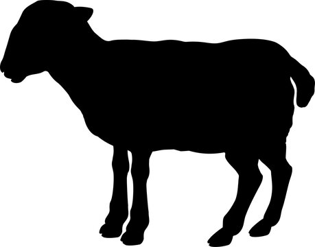 Sheep Farm Animal Silhouette