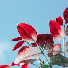 red tree leaves in autumn season