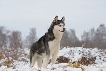 husky dog walking