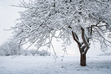 garden in snow