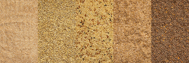 Various grain cereals banner, top view, wheat grits and pearl barley, brown rice and lentils