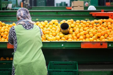 Processing bio ecologic oranges selected of Spain