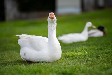 goose and white geese in nature in the park