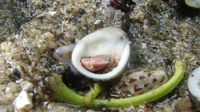 hermit crab,Paguroidea, Clibanarius fonticola are omnivorous scavengers, eating microscopic mussels and clams, bits of dead animals, and macroalgae.
